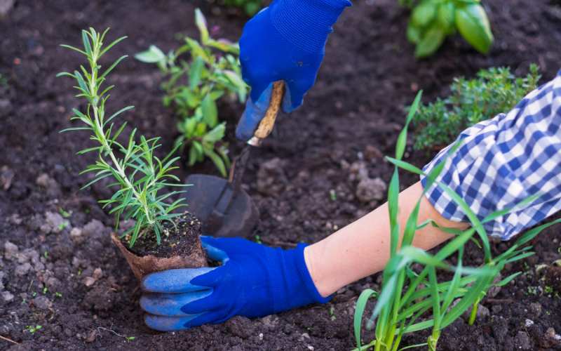 Planting in Your Herb Garden