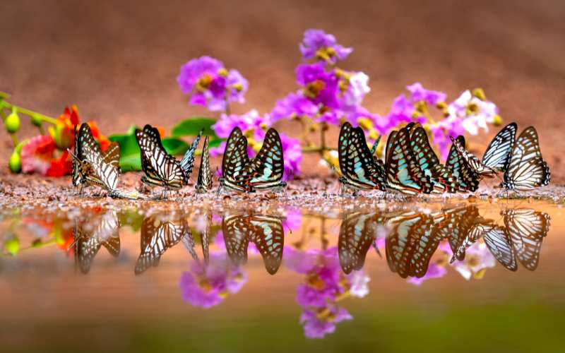Designing a Butterfly-friendly Water Feature 