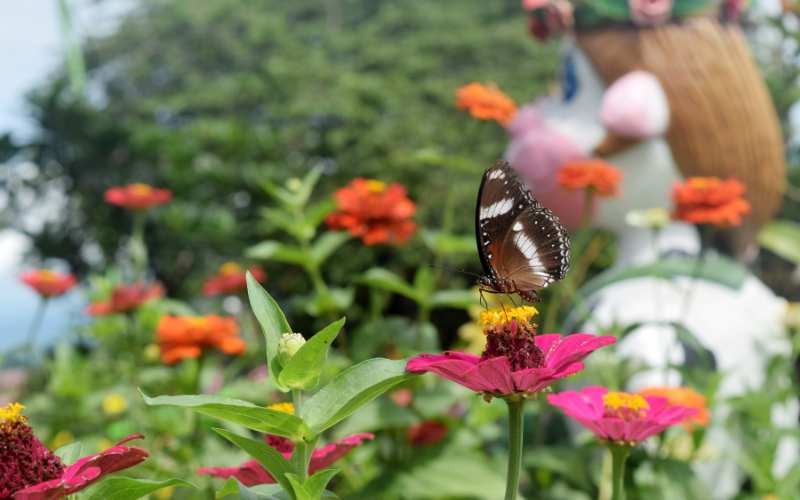 Nectar-Rich Flowers for Butterfly Attraction