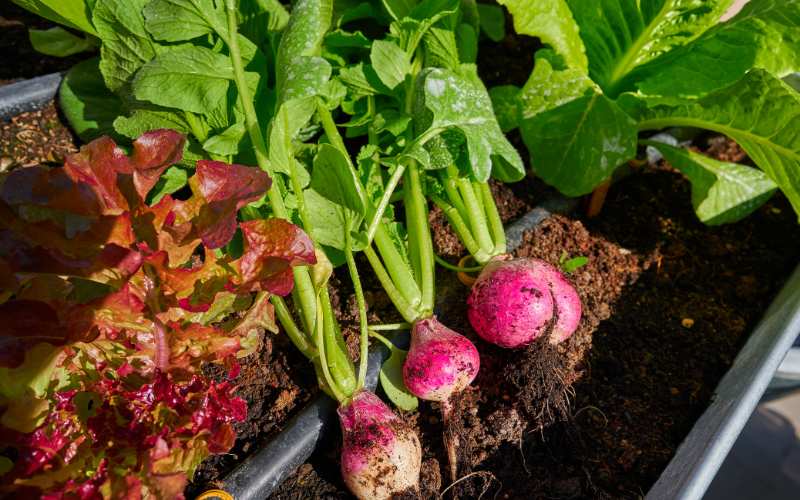 Easy-to-Grow Edible Plants
