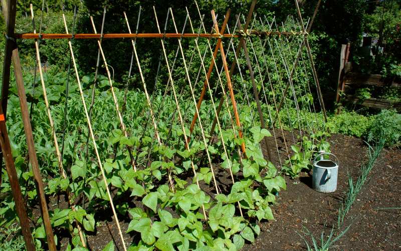 Vertical Gardening for Vegetables