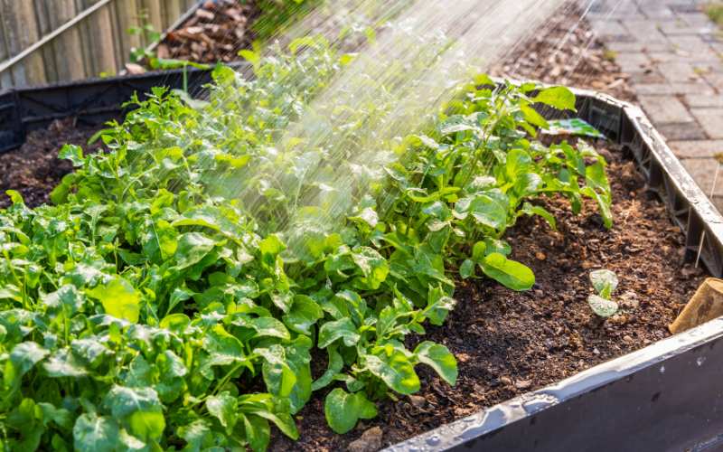 Watering and Irrigation For Raised Beds