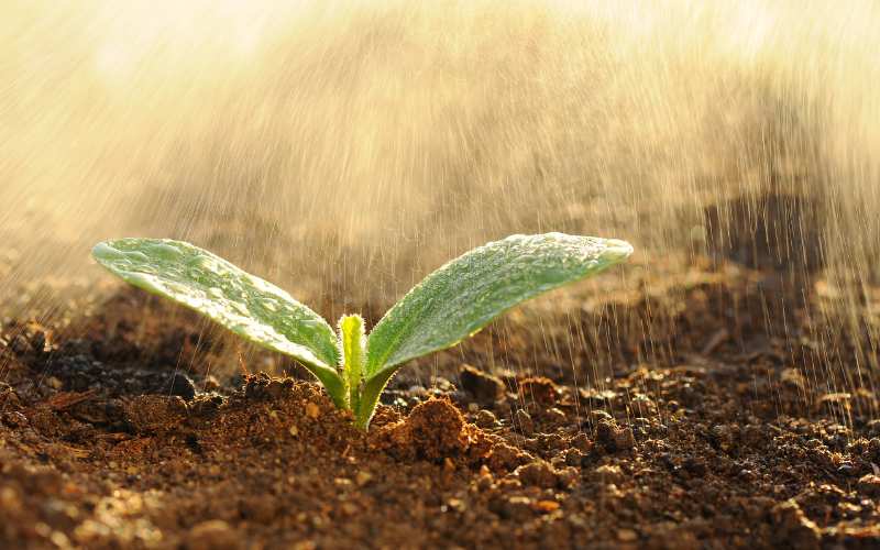 Creating Your Rain Garden