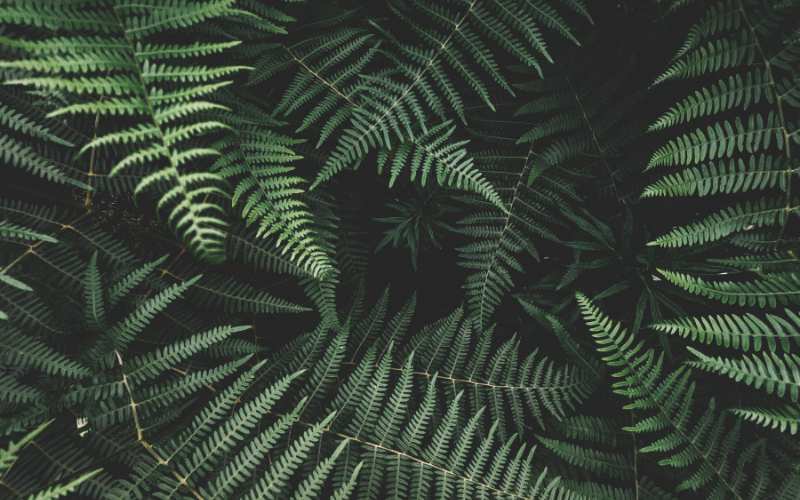 Designing With Ferns