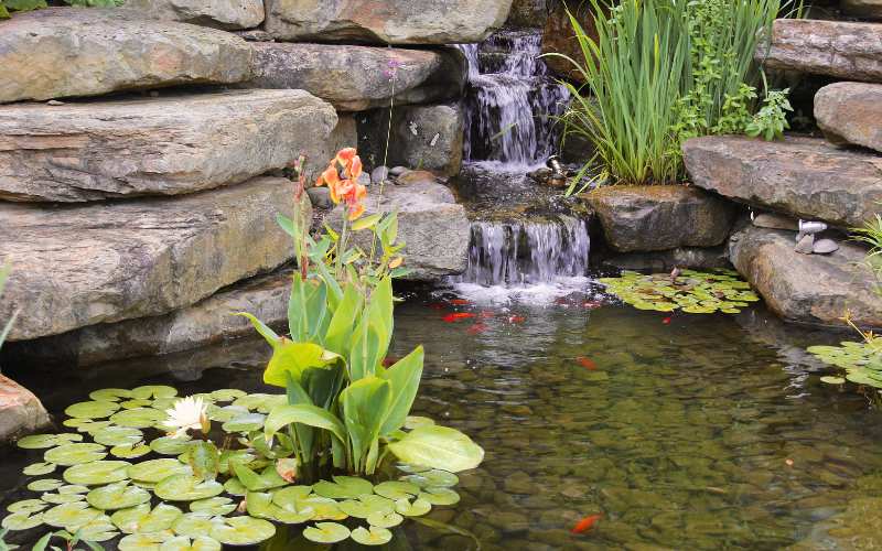 Choosing the Right Pond Size