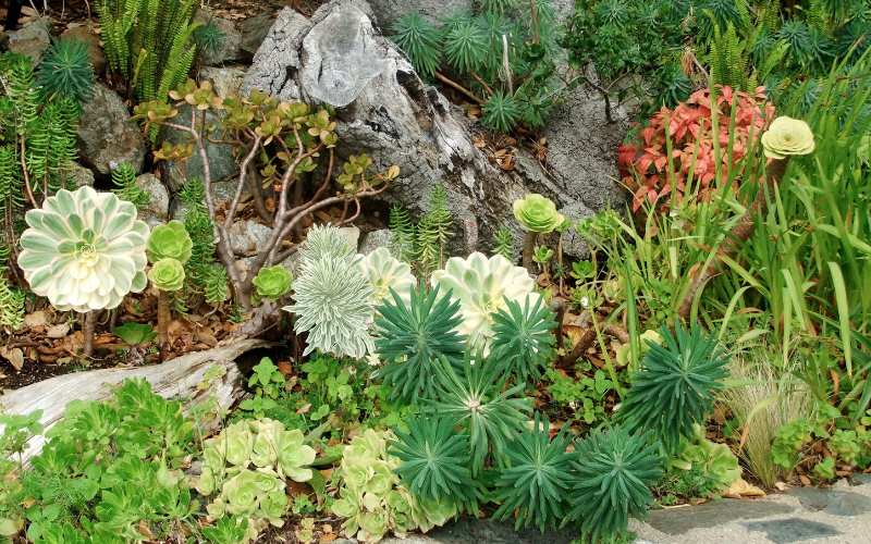 Succulents in Landscape Design 