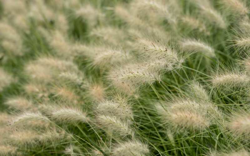 Beauty of Ornamental Grasses