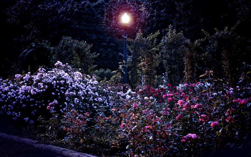 Night-Blooming Garden