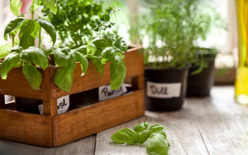 Container Gardening for Kitchens
