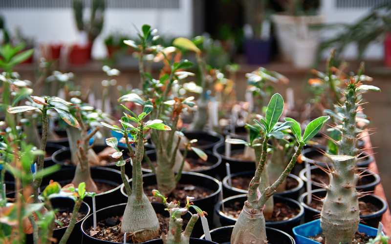 Drought-Resistant Plants Guide 