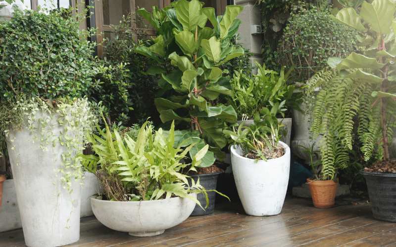 Potted Plants to Enhance Your Patio
